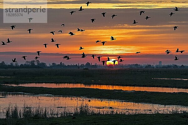 Entenschwarm als Silhouette im Sonnenuntergang  der im Winter über ein Feld im Naturschutzgebiet Uitkerkse Polder bei Blankenberge  Westflandern  Belgien fliegt