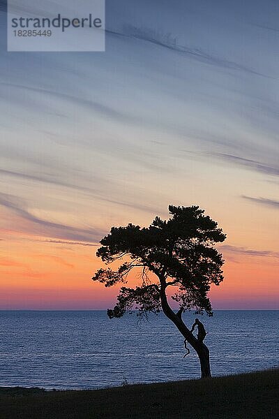 Rotföhre (Pinus sylvestris)  Solitärbaum an der Küste  Silhouette im Sonnenaufgang über dem Meer