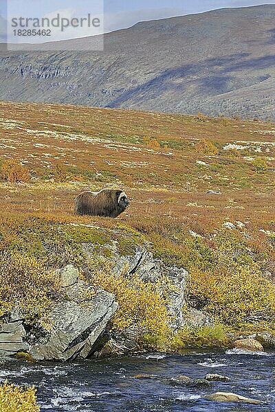 Moschusochse (Ovibos moschatus)  einsamer Bulle  Männchen auf der Tundra im Herbst  Herbst  Dovrefjell