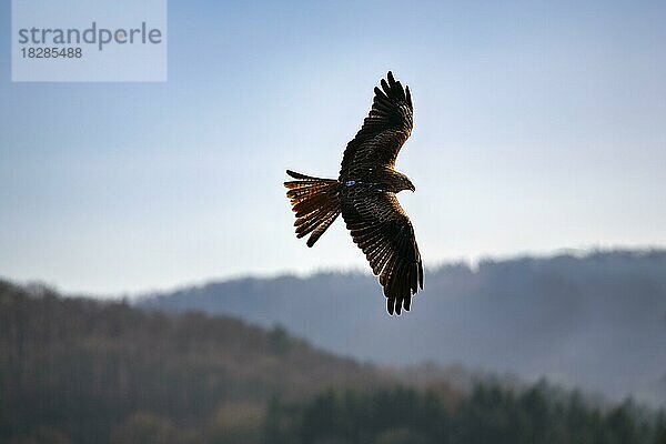 Rotmilan (Milvus milvus) fliegt über Teutoburger Wald  captive  Silhouette  Vogelpark  Adlerwarte Berlebeck  Detmold  Nordrhein-Westfalen  Deutschland  Europa