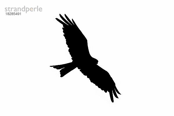 Silhouette eines auffliegenden Rotmilan (Milvus milvus) im Flug  umrissen auf weißem Hintergrund  um Flügel und Schwanzformen zu zeigen