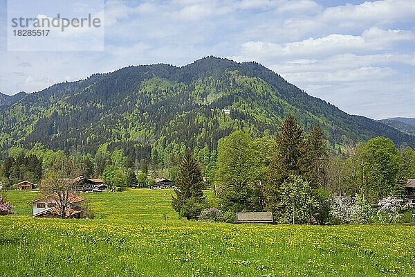 Blumenwiese mit Häusern im Frühling  Rottach-Egern  Tegernsee  Oberbayern  Bayern  Deutschland  Europa