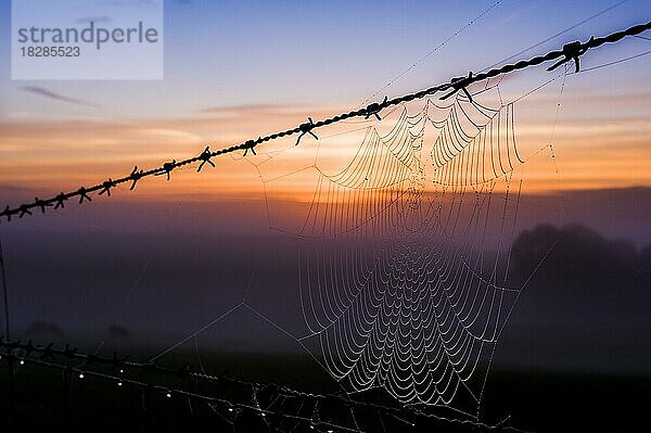 Ein Spinnennetz auf einem Stacheldrahtzaun  gegen einen hellen Morgenhimmel an einem sehr nebligen Morgen