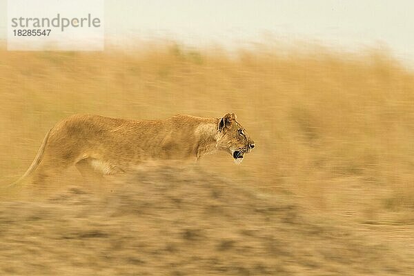 Kameraschwenk über eine afrikanische Löwin in der Masai Mara  Kenia  Afrika