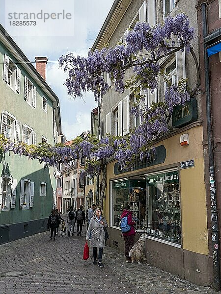 Die rankblumenreiche Konviktstraße ist eine alte Handwerkerstraße in der Altstadt  Freiburg im Breisgau  Schwarzwald  Baden-Württemberg  Deutschland  Europa