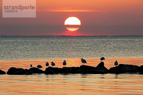 Ein Schwarm Mantelmöwen (Larus marinus) ruht auf einem Felsen im Meer und hebt sich von der untergehenden Sonne und dem orangefarbenen Abendhimmel ab