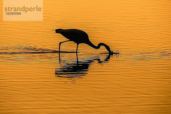 Silberreiher (Egretta alba) sticht Fische im flachen Wasser eines Teiches  Silhouette bei Sonnenuntergang