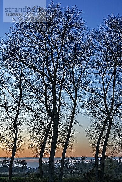 Pappeln mit Silhouetten von verdrehten Stämmen und kahlen Ästen entlang des Damme-Kanals bei Sonnenuntergang im Herbst in Damme  Westflandern  Belgien  Europa
