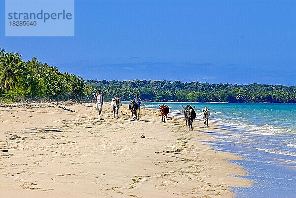 Kuhherde an einem langen weißen Sandstrand im Norden der Insel Ile Sainte-Marie  obwohl Nosy Boraha  Madagaskar  Indischer Ozean  Afrika