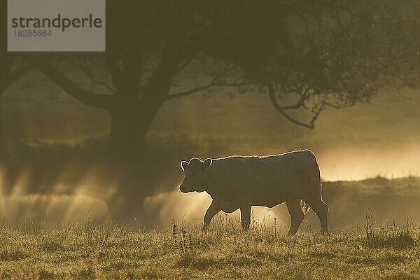 Hausrind (Bos taurus) auf einem Feld an einem nebligen Morgen