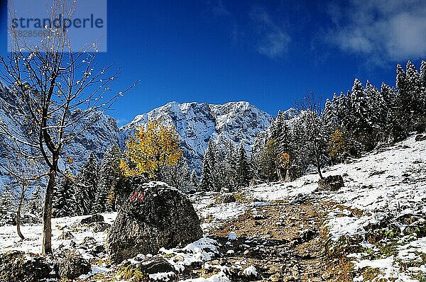 Bergahorn im ersten Schnee  Großen Ahornboden  Eng  Österreich  Europa