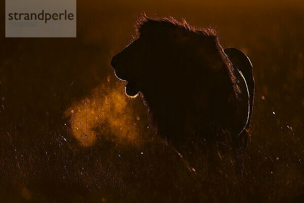 Afrikanisches Löwenmännchen brüllt in der Morgendämmerung im Masai Mar im Gegenlicht