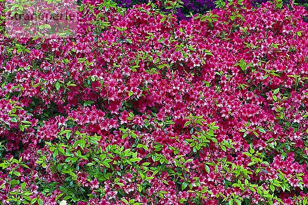 Rhodendron Alice im Rhododendronpark  Botanischer Garten  Bremen  Deutschland  Europa