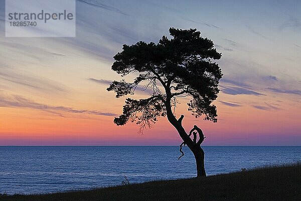 Rotföhre (Pinus sylvestris)  Solitärbaum an der Küste  Silhouette im Sonnenaufgang über dem Meer