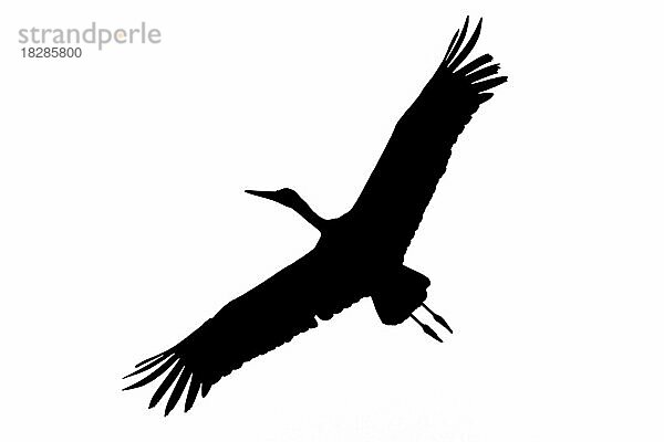 Silhouette eines auffliegenden Weißstorch (Ciconia ciconia) im Flug  umrissen auf weißem Hintergrund  um die Formen von Flügeln  Kopf und Schwanz zu zeigen