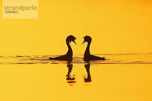 Haubentaucher (Podiceps cristatus) im Brutkleid beim Balzritual im See  Teich im Schatten der aufgehenden Sonne im Frühling