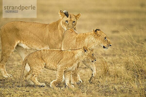 Afrikanische Löwin mit zwei halbwüchsigen Jungen in der Masai Mara  Kenia  Afrika