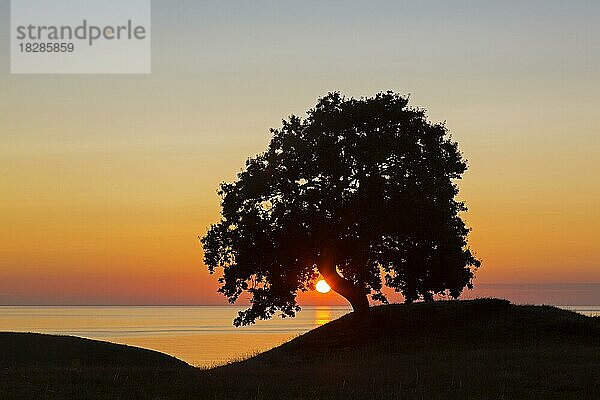 Stieleiche (Quercus robur)  Stieleiche  Stieleiche als Silhouette gegen den Sonnenaufgangshimmel im Sommer an der Küste in Skane  Schonen  Schweden  Europa