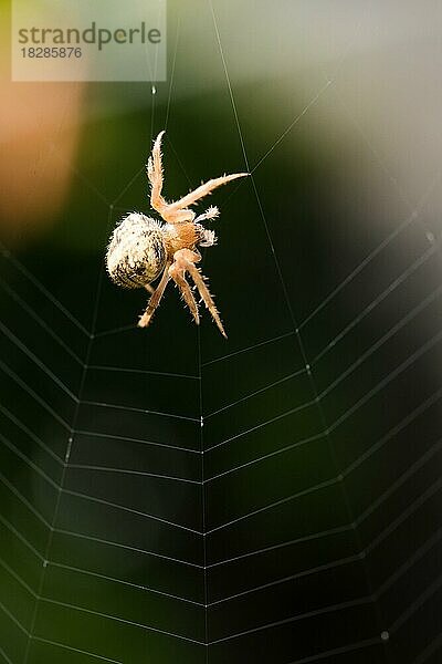 Spinne im Spinnennetz  Nahaufnahme