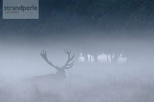 Rothirsch (Cervus elaphus) am Waldrand im Nebel während der Brunftzeit im Herbst