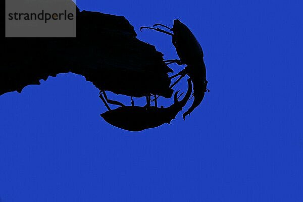 Zwei Hirschkäfer (Lucanus cervus) kämpfen  ringen mit großen Mandibeln  Kiefer  Silhouette gegen blauen Abendhimmel im Sommer