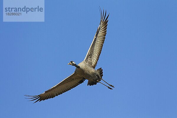 Kranich  Grauer Kranich (Grus grus) fliegt gegen blauen Himmel