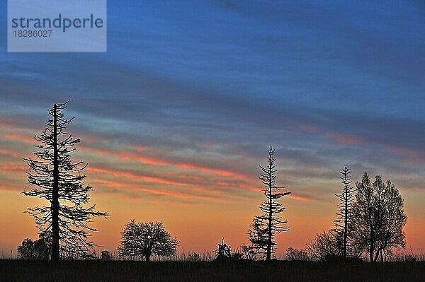 Silhouetten von abgestorbenen Kiefern bei Sonnenuntergang im Herbst  Hohes Venn  Belgien  Europa