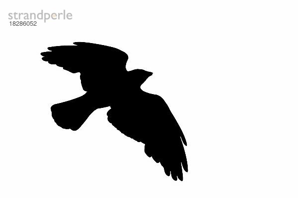 Silhouette einer Dohle (Corvus monedula) im Flug  umrissen auf weißem Hintergrund  um die Form von Flügeln  Kopf und Schwanz zu zeigen