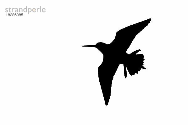 Silhouette einer Bekassine (Gallinago gallinago) im Flug  umrissen auf weißem Hintergrund  um die Form von Flügeln  Kopf und Schwanz zu zeigen