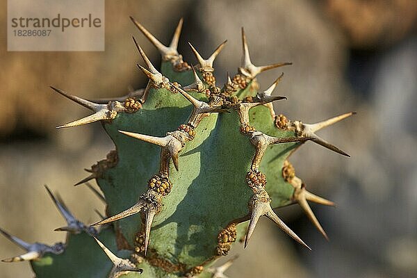 Kaktus  lange kräftige Stacheln paarweise angeordnet  Makro-Aufnahme  Jardin de Cactus  Kaktusgarten  Cesar Manrique  Lanzarote  Kanarische Inseln  Spanien  Europa