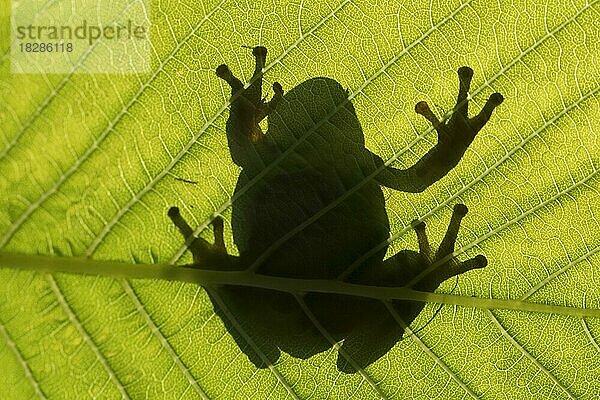 Silhouette des Laubfroschs (Hyla arborea) (Rana arborea) auf einem Blatt einer Wasserpflanze im Sumpfgebiet im Frühling