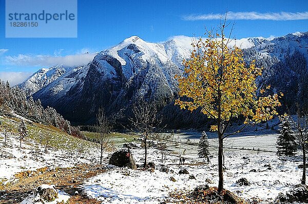 Bergahorn im ersten Schnee  Großen Ahornboden  Eng  Österreich  Europa