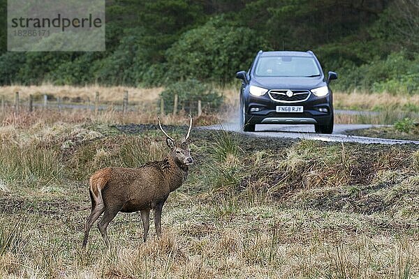 Rothirsch (Cervus elaphus)  der im Regen in den schottischen Highlands  Schottland  UK  neben der Straße vor einem Auto steht