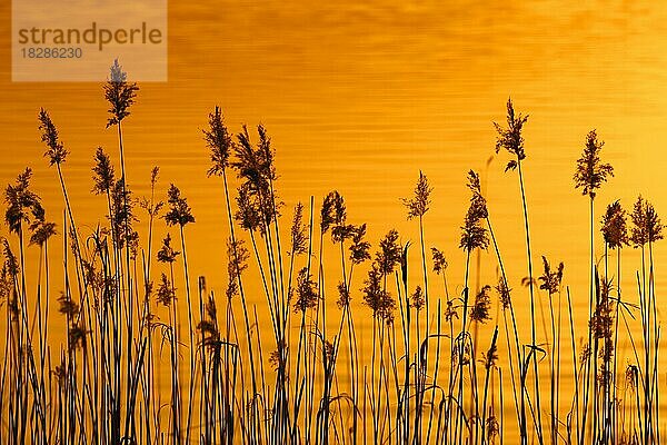 Rispen von Gemeinem Schilf (Phragmites communis) im Röhricht  Schilfbeet im Frühling im Schatten der untergehenden Sonne