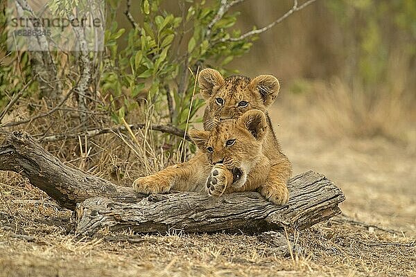 Zwei afrikanische Löwenjunge in der Masai Mara  Kenia  Afrika