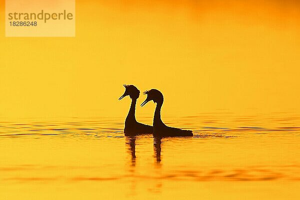 Haubentaucher (Podiceps cristatus) im Brutkleid beim Balzritual im See  Teich im Schatten der aufgehenden Sonne im Frühling