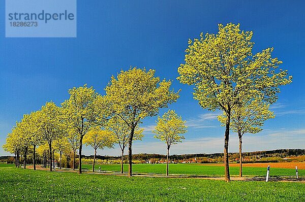 Blühende Ahornallee im Frühling  Bayern Deutschland Europa