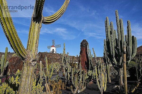 Verschiedene Kakteen  roter Felszahn  Windmühle  Jardin de Cactus  Kaktusgarten  Cesar Manrique  blauer Himmel  weiße Wolken  Lanzarote  Kanarische Inseln  Spanien  Europa