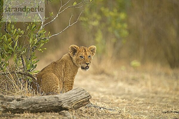 Afrikanisches Löwenjunges in der Masai Mara  Kenia  Afrika