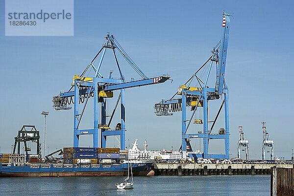 Portalkräne  Containerkräne/Portalkräne im Hafen von Zeebrugge  Zeebruges an der Nordseeküste  Westflandern  Belgien  Europa