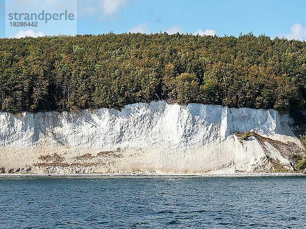 Berühmten Kreidefelsen  Jasmund Nationalpark  Insel Rügen  Ostsee  Mecklenburg-Vorpommern  Ostdeutschland  Deutschland  Europa