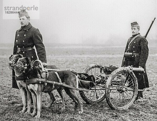 Altes Foto  das belgische Carabiniers  leichte Infanterie des Ersten Weltkriegs  mit Maxim-Maschinengewehr zeigt  gezogen von belgischen Mastiff-Hunden während des Ersten Weltkriegs in Belgien