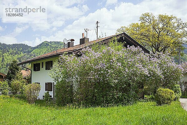 Haus mit Fliederblüte im Frühling  Rottach-Egern  Tegernsee  Oberbayern  Bayern  Deutschland  Europa