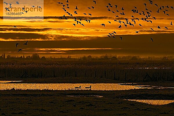 Entenschwarm als Silhouette im Sonnenuntergang  der im Winter über ein Feld im Naturschutzgebiet Uitkerkse Polder bei Blankenberge  Westflandern  Belgien fliegt