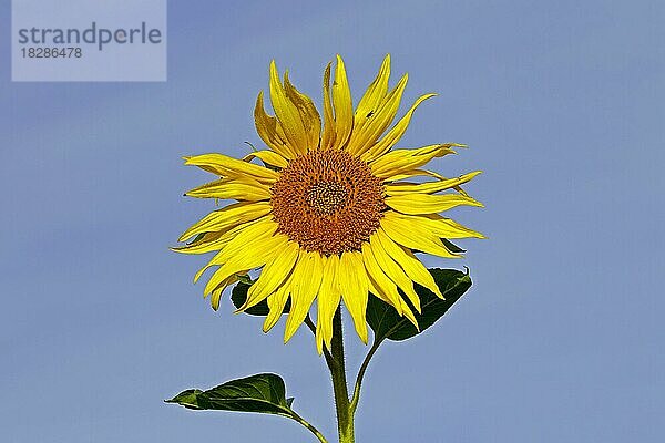 Gewöhnliche Sonnenblume (Helianthus annuus)  Nahaufnahme des Blütenkopfes vor blauem Himmel