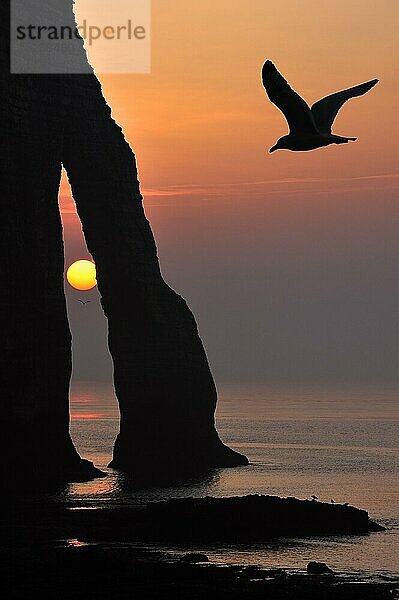 Silhouette einer Möwe und der Porte D'Aval  einem natürlichen Bogen in den Kreidefelsen von Etretat bei Sonnenuntergang  Côte d'Albâtre  Haute-Normandie  Frankreich  Europa