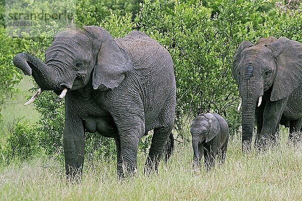 Afrikanischer Elefant (Loxodonta africana)  zwei Kühe mit Kalb im Krüger-Nationalpark  Provinz Mpumalanga  Südafrika