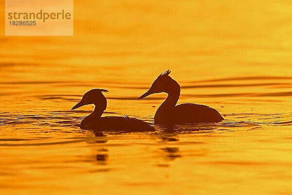 Haubentaucher (Podiceps cristatus) im Brutkleid schwimmt im See  Teich als Silhouette bei Sonnenaufgang im Frühling