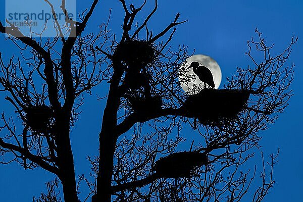 Graureiher (Ardea cinerea) auf dem Nest in einem Baum am Reiherhorst  Reiherhorst bei Vollmond im Frühjahr nachts im Schatten