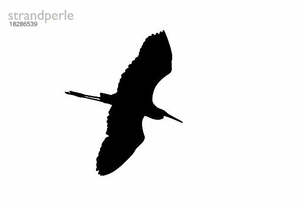 Silhouette des Silberreiher (Ardea alba)  Silberreiher im Flug  umrissen vor weißem Hintergrund  um Flügel  Kopf- und Schwanzformen zu zeigen